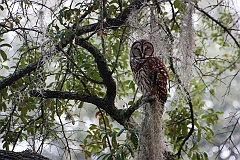 Barred owl-01-091811